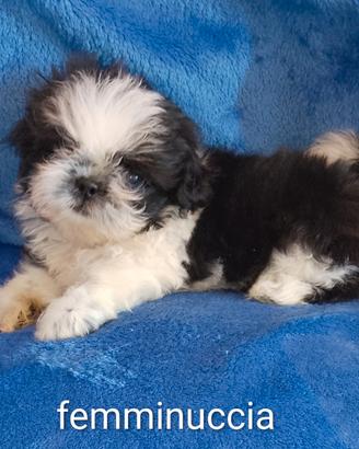 Shih tzu/shih tzu -pechinese