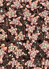 Piante piccole succulente
