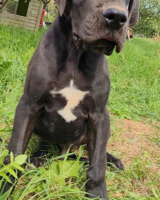 Cucciolo alano