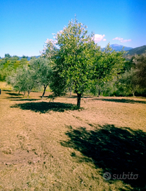Terreno con 60 piante di ulivo