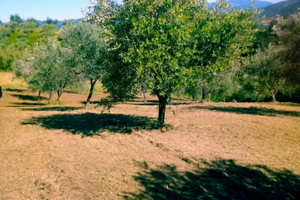 Terreno con 60 piante di ulivo