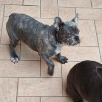 Bulldog francese Maschio