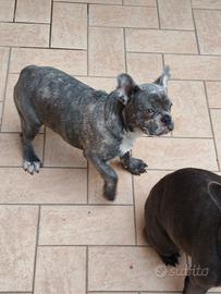 Bulldog francese Maschio