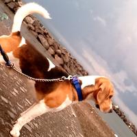 Beagle maschio