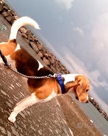 Beagle maschio