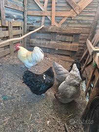 gallo