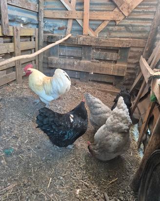 gallo