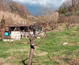 Terreno agricolo