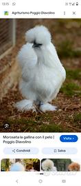 Gallina moroseta