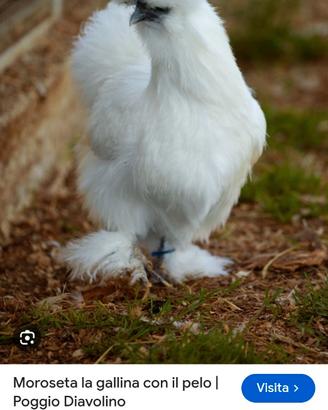 Gallina moroseta