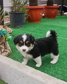 Border collie maschietto