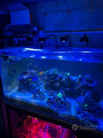 Pesci e coralli acquario marino