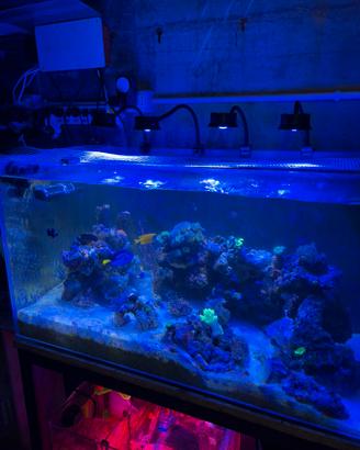 Pesci e coralli acquario marino