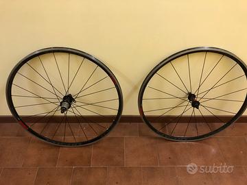 Ursus hybrida tubolari