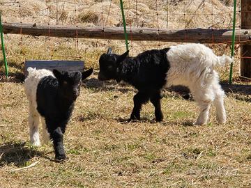 Capretti di Vallesana e Sempione