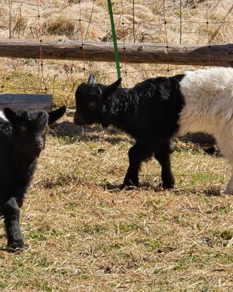 Capretti di Vallesana e Sempione