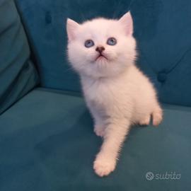 Cucciolo British Shorthair