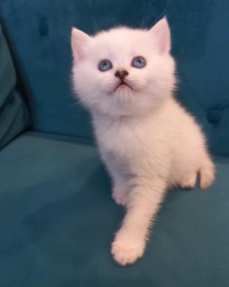 Cucciolo British Shorthair