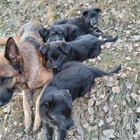 Cuccioli svezzati, pronti per una nuova casa