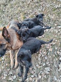 Cuccioli svezzati, pronti per una nuova casa