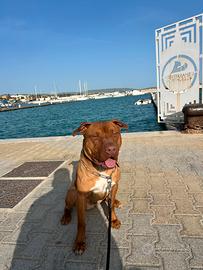 Pitbull red nose adba per monta