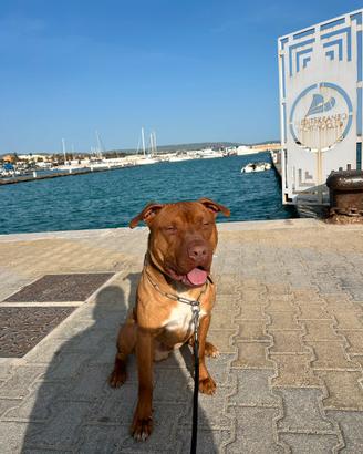 Pitbull red nose adba per monta