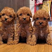 Barboncini Toy Albicocca Intenso