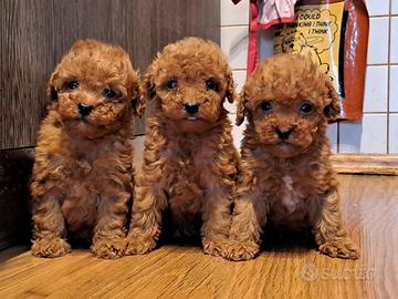 Barboncini Toy Albicocca Intenso