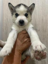 Cuccioli Husky