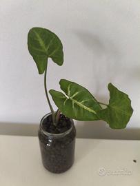 Pianta Idrocoltura - Syngonium Podophyllum