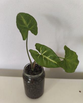 Pianta Idrocoltura - Syngonium Podophyllum