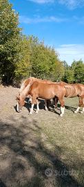 Cavallo