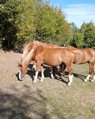 Cavallo