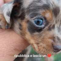 Bassotto kaninken/nano