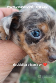 Bassotto kaninken/nano