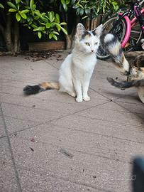 Gatti e gattini