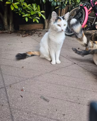 Gatti e gattini