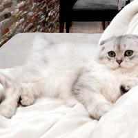 Scottish fold e scottish straight