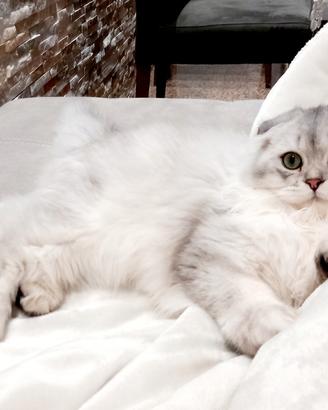 Scottish fold e scottish straight Pedigree