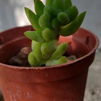 Sedum morganianum

