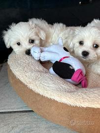 Maltesi cuccioli