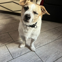 Dolce cucciolo di jack Russell