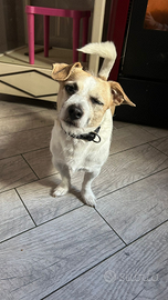 Dolce cucciolo di jack Russell