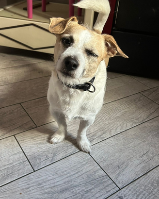 Dolce cucciolo di jack Russell