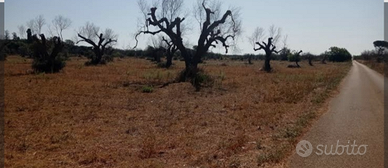 Terreno con 200m di fronte su strada asfaltata