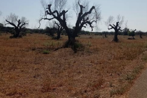 Terreno con 200m di fronte su strada asfaltata
