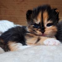 Cuccioli Maine Coon con Pedigree