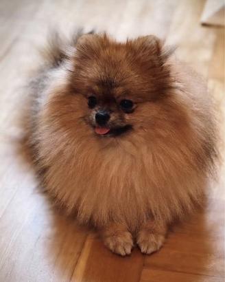 Femmina spitz di pomerania