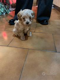 Cucciola Maltipoo