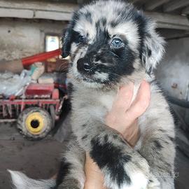 Cani incrocio pastore australiano e lagorai